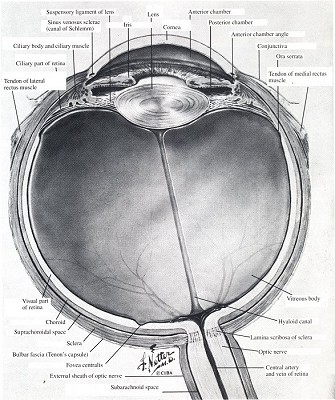 Anatomy of the eyeball